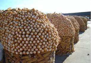 圈玉米網與電焊網的應用及菏澤市皓森絲網制品廠產品介紹